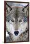 USA, Minnesota, Sandstone, Eyes of the Wolf-Hollice Looney-Framed Photographic Print