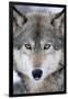 USA, Minnesota, Sandstone, Eyes of the Wolf-Hollice Looney-Framed Photographic Print