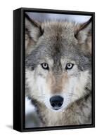 USA, Minnesota, Sandstone, Eyes of the Wolf-Hollice Looney-Framed Stretched Canvas