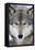 USA, Minnesota, Sandstone, Eyes of the Wolf-Hollice Looney-Framed Stretched Canvas