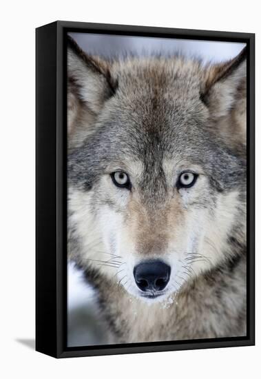 USA, Minnesota, Sandstone, Eyes of the Wolf-Hollice Looney-Framed Stretched Canvas
