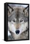 USA, Minnesota, Sandstone, Eyes of the Wolf-Hollice Looney-Framed Stretched Canvas