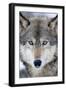 USA, Minnesota, Sandstone, Eyes of the Wolf-Hollice Looney-Framed Premium Photographic Print
