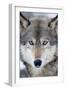 USA, Minnesota, Sandstone, Eyes of the Wolf-Hollice Looney-Framed Premium Photographic Print