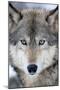 USA, Minnesota, Sandstone, Eyes of the Wolf-Hollice Looney-Mounted Premium Photographic Print