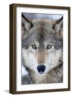 USA, Minnesota, Sandstone, Eyes of the Wolf-Hollice Looney-Framed Photographic Print