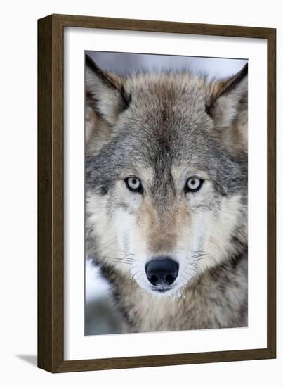 USA, Minnesota, Sandstone, Eyes of the Wolf-Hollice Looney-Framed Photographic Print