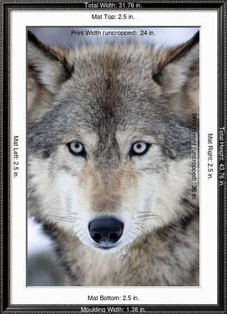 USA, Minnesota, Sandstone, Eyes of the Wolf' Premium Photographic Print -  Hollice Looney | AllPosters.com