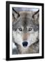 USA, Minnesota, Sandstone, Eyes of the Wolf-Hollice Looney-Framed Photographic Print
