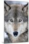 USA, Minnesota, Sandstone, Eyes of the Wolf-Hollice Looney-Mounted Photographic Print