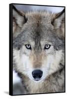 USA, Minnesota, Sandstone, Eyes of the Wolf-Hollice Looney-Framed Stretched Canvas