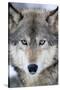 USA, Minnesota, Sandstone, Eyes of the Wolf-Hollice Looney-Stretched Canvas