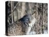 USA, Minnesota, Sandstone. Lynx in the woods-Hollice Looney-Stretched Canvas