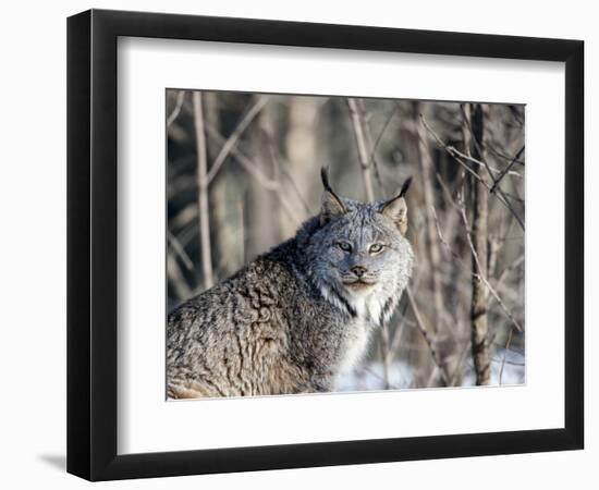 USA, Minnesota, Sandstone. Lynx in the woods-Hollice Looney-Framed Photographic Print