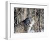 USA, Minnesota, Sandstone. Lynx in the woods-Hollice Looney-Framed Photographic Print