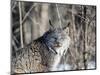 USA, Minnesota, Sandstone. Lynx in the woods-Hollice Looney-Mounted Photographic Print