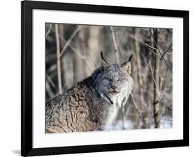 USA, Minnesota, Sandstone. Lynx in the woods-Hollice Looney-Framed Photographic Print