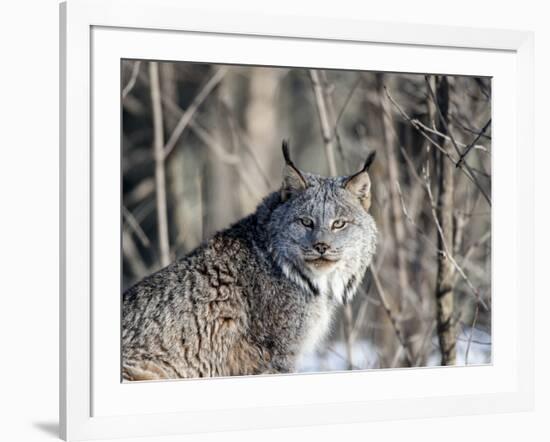 USA, Minnesota, Sandstone. Lynx in the woods-Hollice Looney-Framed Photographic Print