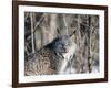 USA, Minnesota, Sandstone. Lynx in the woods-Hollice Looney-Framed Photographic Print