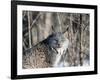 USA, Minnesota, Sandstone. Lynx in the woods-Hollice Looney-Framed Photographic Print