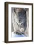 USA, Minnesota, Sandstone. Lynx walking-Hollice Looney-Framed Photographic Print