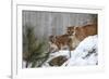 USA, Minnesota, Sandstone. Mother and baby cougar-Hollice Looney-Framed Photographic Print