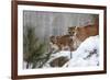 USA, Minnesota, Sandstone. Mother and baby cougar-Hollice Looney-Framed Photographic Print