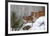 USA, Minnesota, Sandstone. Mother and baby cougar-Hollice Looney-Framed Photographic Print