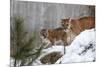 USA, Minnesota, Sandstone. Mother and baby cougar-Hollice Looney-Mounted Photographic Print