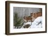 USA, Minnesota, Sandstone. Mother and baby cougar-Hollice Looney-Framed Photographic Print