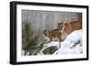 USA, Minnesota, Sandstone. Mother and baby cougar-Hollice Looney-Framed Photographic Print