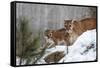 USA, Minnesota, Sandstone. Mother and baby cougar-Hollice Looney-Framed Stretched Canvas