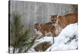 USA, Minnesota, Sandstone. Mother and baby cougar-Hollice Looney-Stretched Canvas