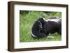 USA, Minnesota, Sandstone, Mother Skunk Carrying the Little One-Hollice Looney-Framed Photographic Print