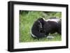 USA, Minnesota, Sandstone, Mother Skunk Carrying the Little One-Hollice Looney-Framed Photographic Print