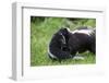 USA, Minnesota, Sandstone, Mother Skunk Carrying the Little One-Hollice Looney-Framed Photographic Print