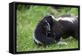 USA, Minnesota, Sandstone, Mother Skunk Carrying the Little One-Hollice Looney-Framed Stretched Canvas