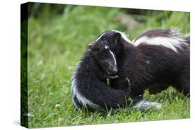 USA, Minnesota, Sandstone, Mother Skunk Carrying the Little One-Hollice Looney-Stretched Canvas