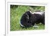 USA, Minnesota, Sandstone, Mother Skunk Carrying the Little One-Hollice Looney-Framed Premium Photographic Print