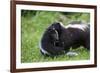 USA, Minnesota, Sandstone, Mother Skunk Carrying the Little One-Hollice Looney-Framed Premium Photographic Print