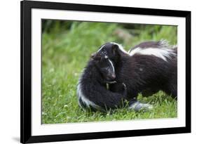 USA, Minnesota, Sandstone, Mother Skunk Carrying the Little One-Hollice Looney-Framed Premium Photographic Print