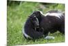 USA, Minnesota, Sandstone, Mother Skunk Carrying the Little One-Hollice Looney-Mounted Premium Photographic Print