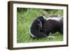 USA, Minnesota, Sandstone, Mother Skunk Carrying the Little One-Hollice Looney-Framed Photographic Print