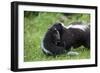 USA, Minnesota, Sandstone, Mother Skunk Carrying the Little One-Hollice Looney-Framed Photographic Print