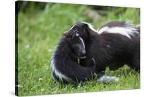 USA, Minnesota, Sandstone, Mother Skunk Carrying the Little One-Hollice Looney-Stretched Canvas