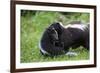 USA, Minnesota, Sandstone, Mother Skunk Carrying the Little One-Hollice Looney-Framed Photographic Print