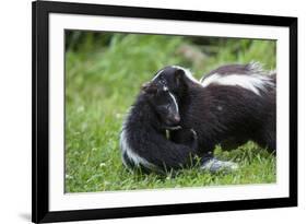 USA, Minnesota, Sandstone, Mother Skunk Carrying the Little One-Hollice Looney-Framed Photographic Print