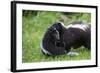 USA, Minnesota, Sandstone, Mother Skunk Carrying the Little One-Hollice Looney-Framed Photographic Print