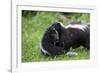 USA, Minnesota, Sandstone, Mother Skunk Carrying the Little One-Hollice Looney-Framed Photographic Print