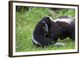 USA, Minnesota, Sandstone, Mother Skunk Carrying the Little One-Hollice Looney-Framed Photographic Print